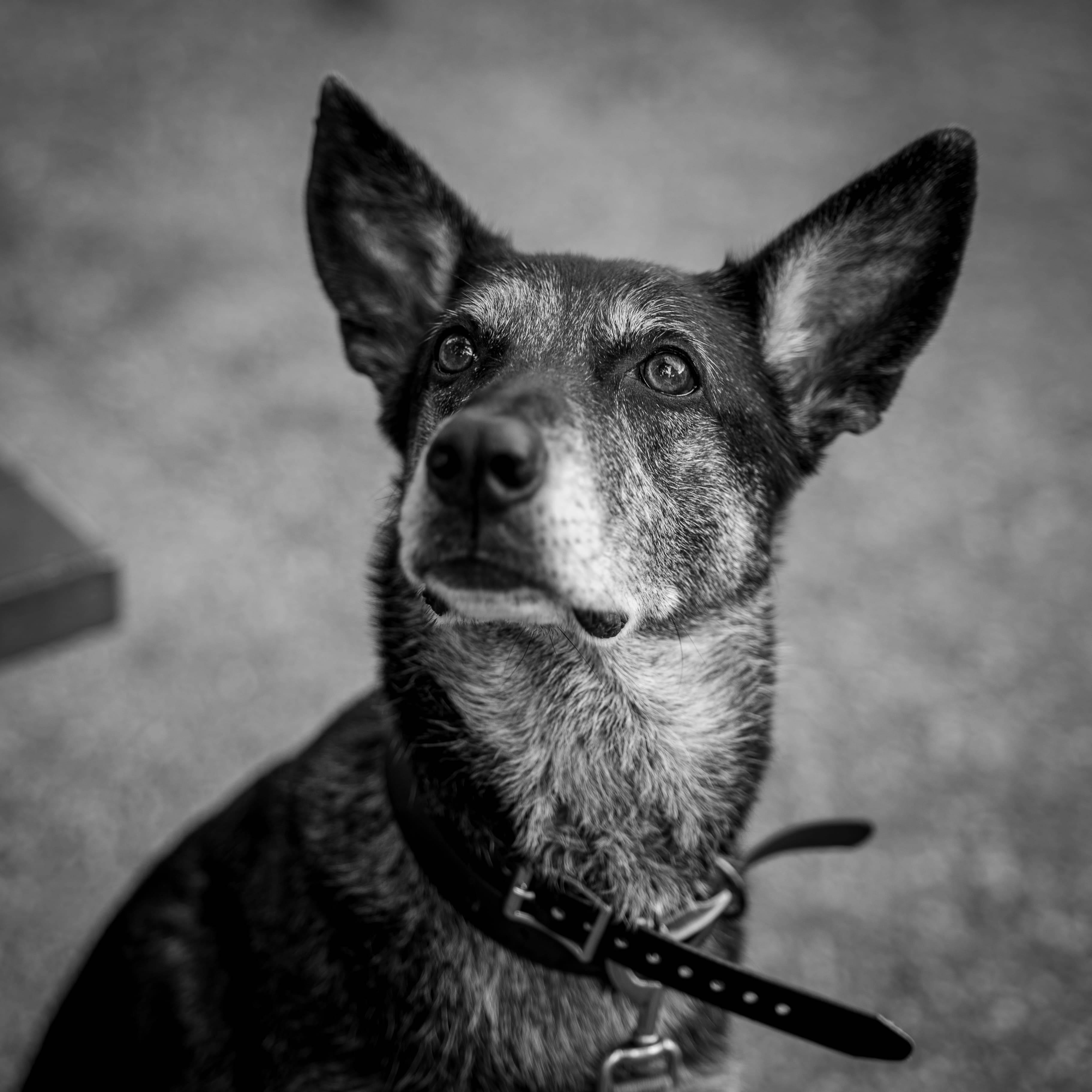 P1029150 - Default alt attribute.