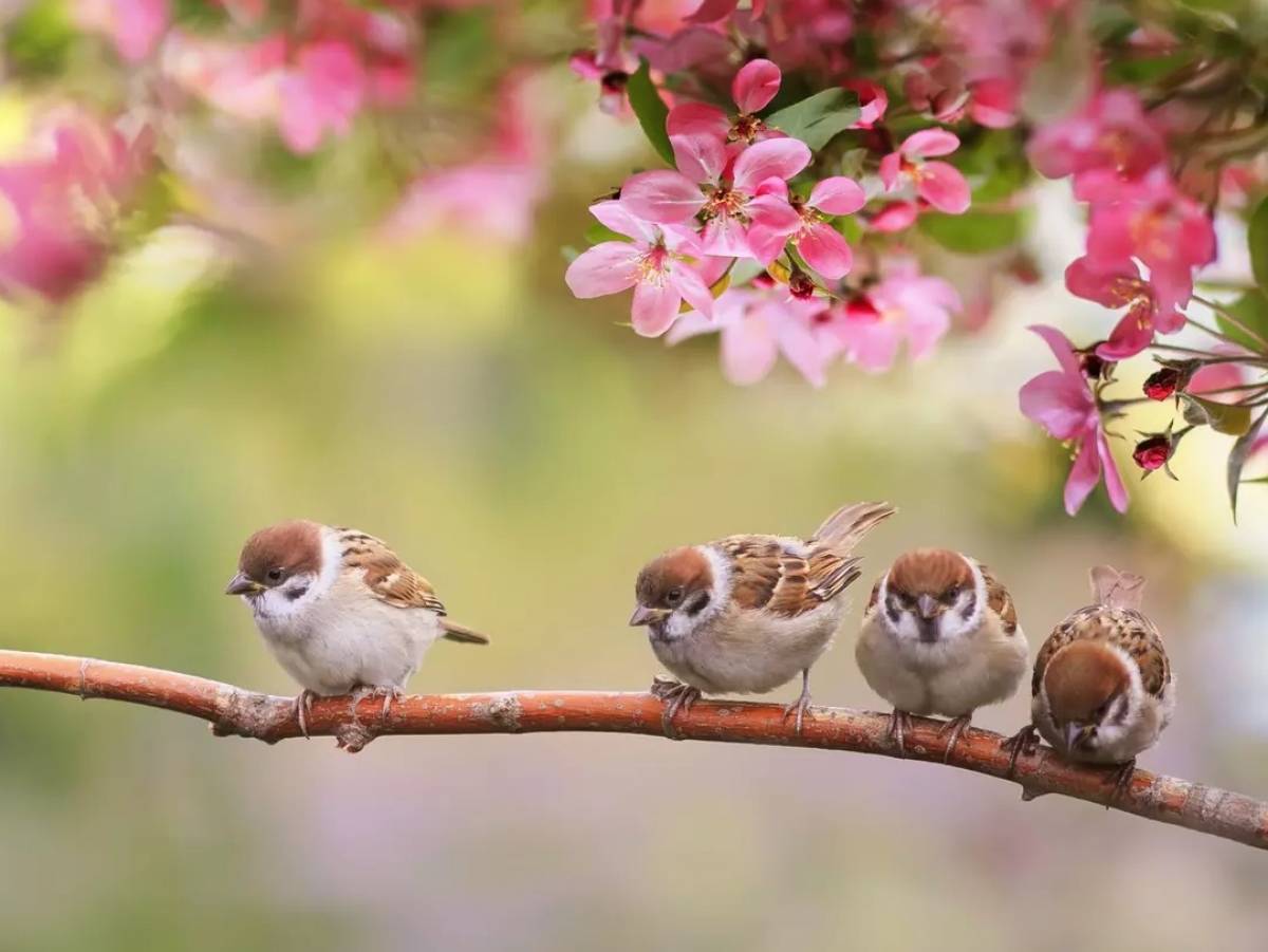 Cover r4x3w1200 623998b5bf93c moineaux sur une branche fleurie - Default alt attribute.